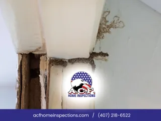 Early Spring Termite And Wood Rot Signs In Clermont, FL